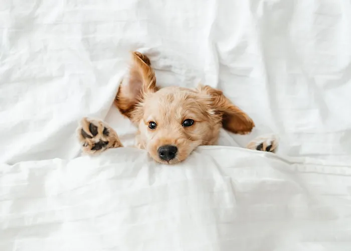 Pestana Vintage Center Hotel Lissabon